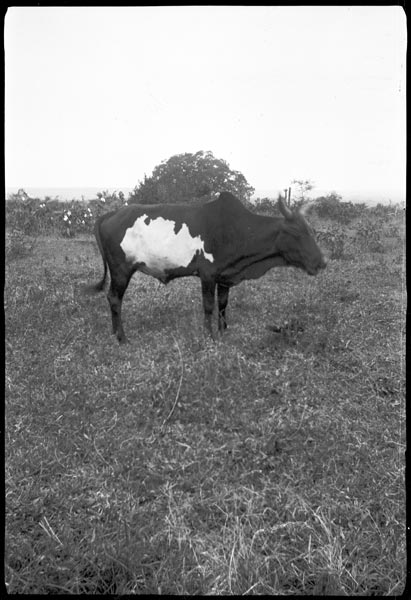 photograph scan of PRM number 1998.349.169.1